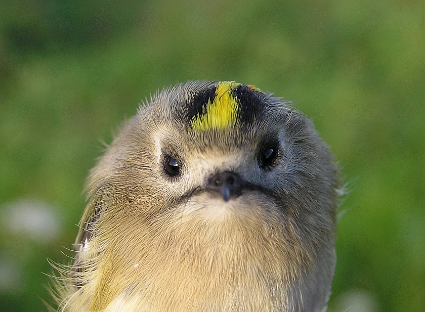 Goldcrest, Sundre 20070914